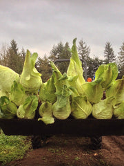 Load image into Gallery viewer, Cabbage, 'Filderkraut'