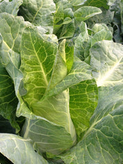 Load image into Gallery viewer, Cabbage, 'Filderkraut'
