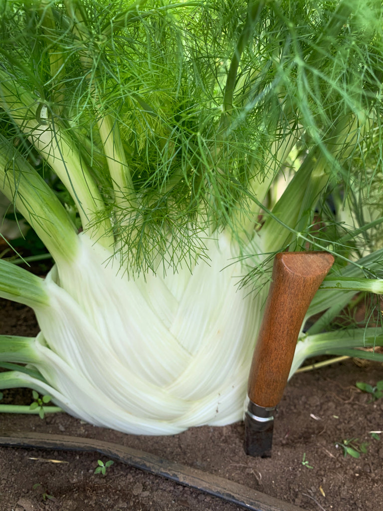 Fennel, 'Finale' | Uprising Seeds