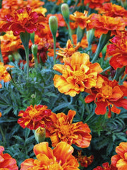 Load image into Gallery viewer, Marigold, 'French Brocade'