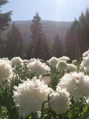 Load image into Gallery viewer, Poppy, Peony, 'Frilled White'