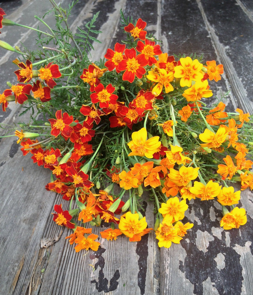 lemon gem marigold seeds Marigold, 'Gems'
