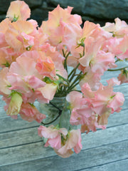 Load image into Gallery viewer, Sweet Pea, 'Heaven Scent'