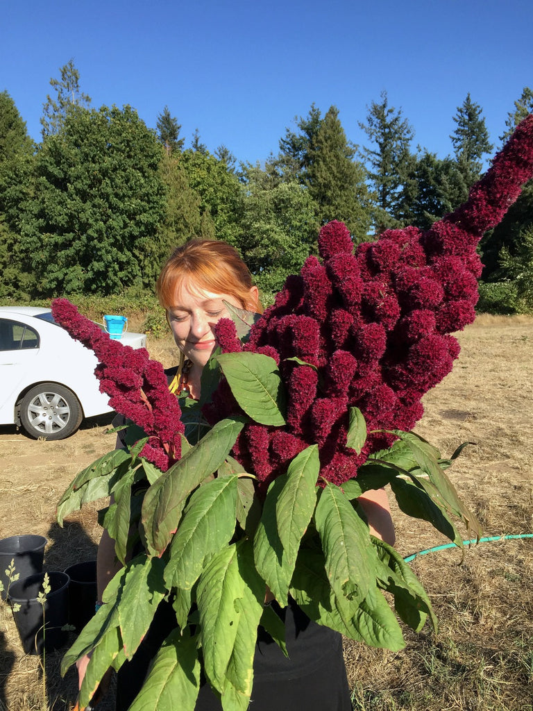 elephant head flower seeds Amaranth, 'Elephant's Head'
