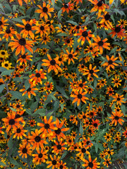 Load image into Gallery viewer, Rudbeckia, 'Prairie Glow'