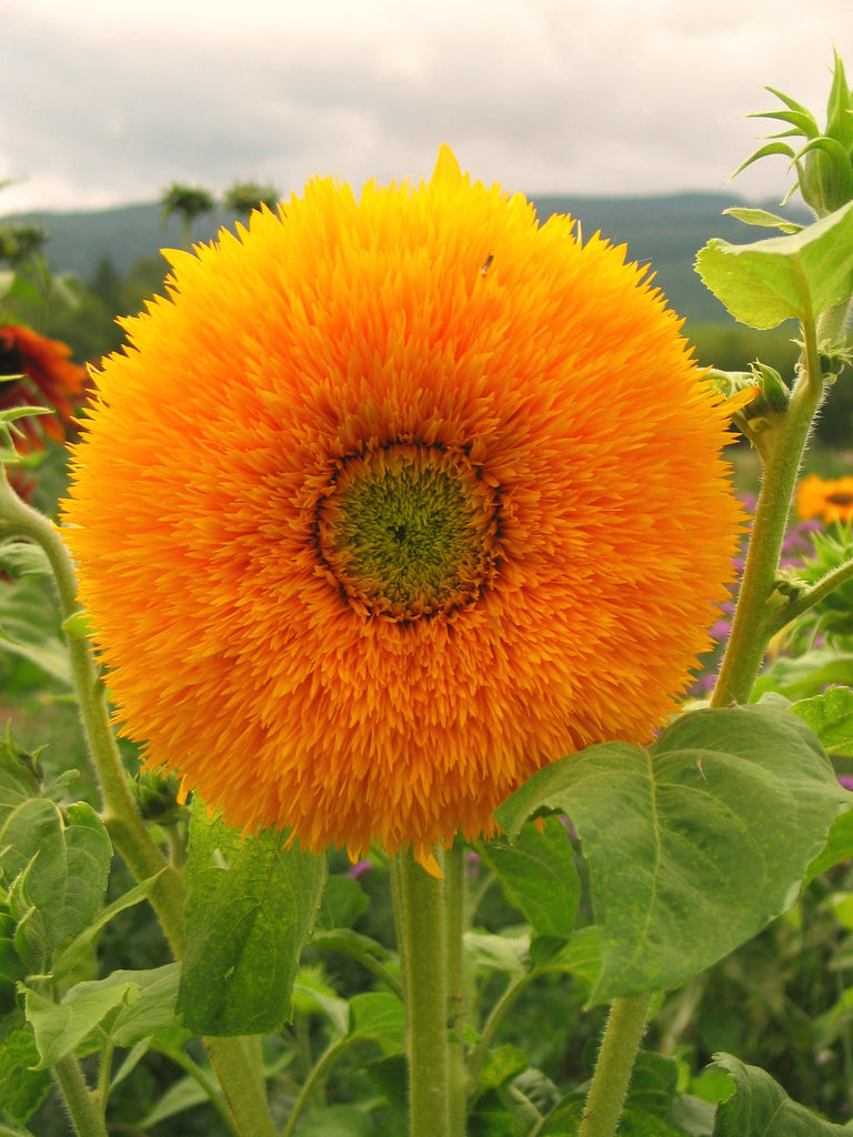 アイドル *sunflower* Sunflower, 'Giant Sungold' | Uprising Seeds
