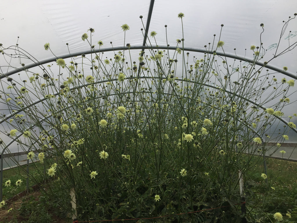 Scabiosa, 'Giant Yellow'