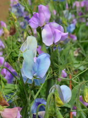 Load image into Gallery viewer, Sweet Pea, 'Turquoise Lagoon'