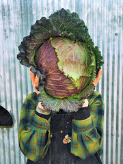 Load image into Gallery viewer, Cabbage, 'January King'