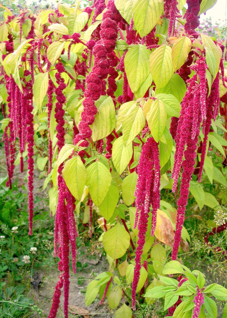 love lies bleeding flower seeds Amaranth, 'Love Lies Bleeding'