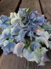 Load image into Gallery viewer, Sweet Pea, 'Lunar Blue'