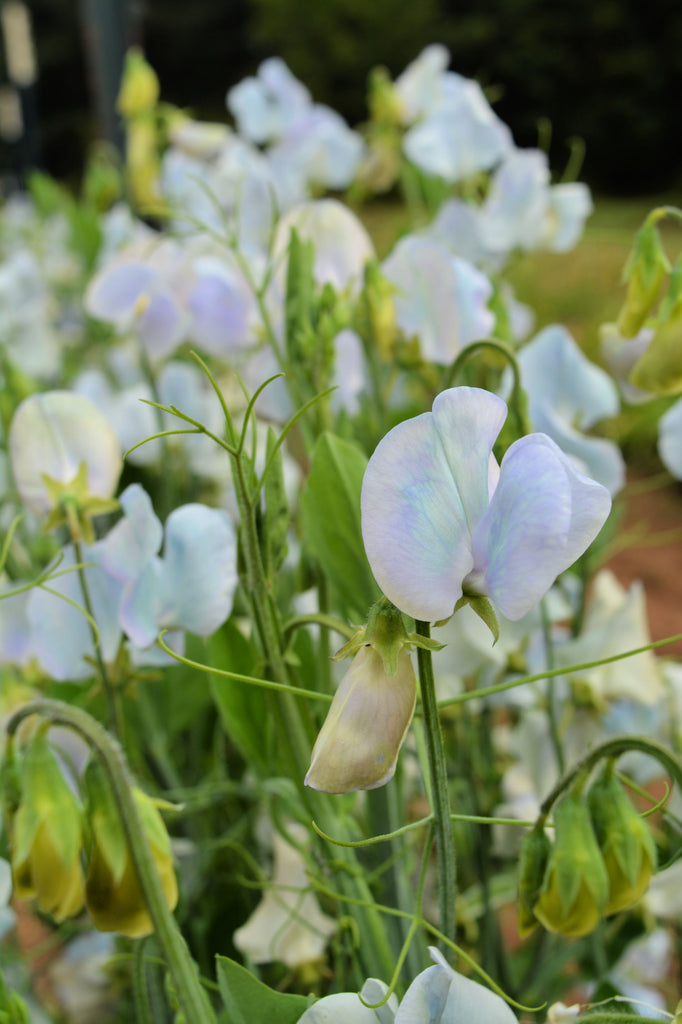 blue pea flower seeds Sweet Pea, 'Lunar Blue'