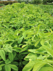 Load image into Gallery viewer, Trigonella, 'Blue Fenugreek'