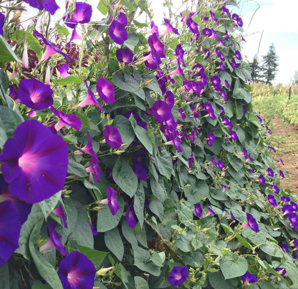 where to buy morning glory seeds Morning Glory, 'Grandpa Ott's'