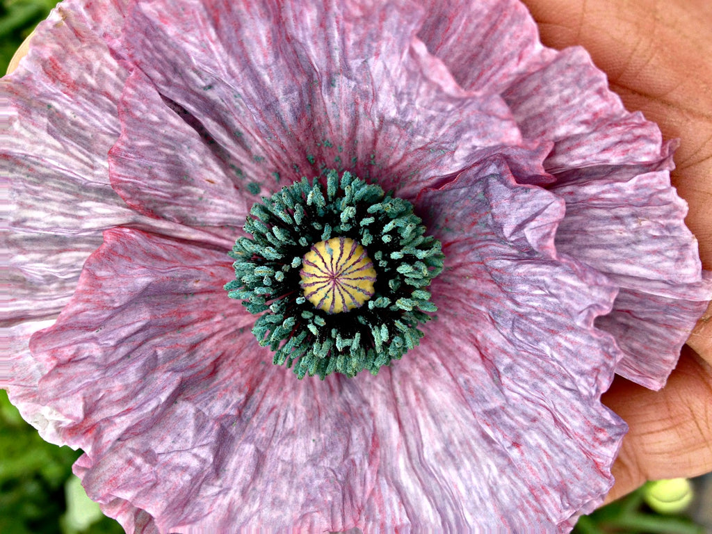 poppy DSCN9742.JPG?format=1500w