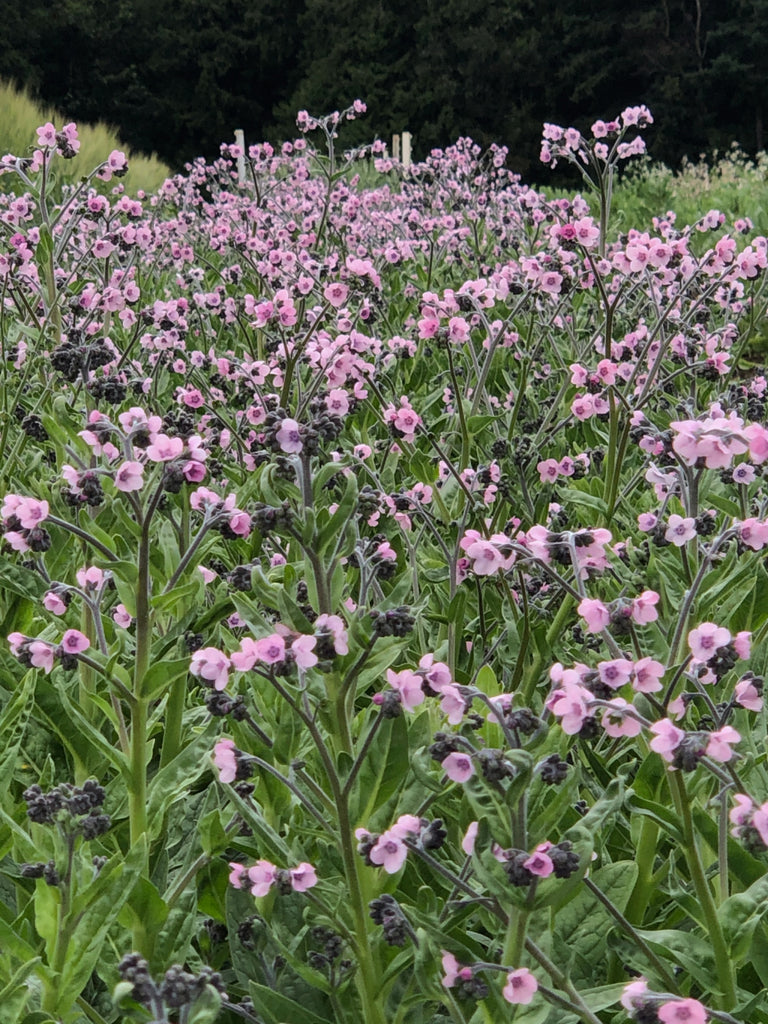 rose seeds near me Forget-Me-Not, Chinese, 'Mystery Rose'
