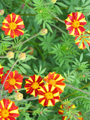 Load image into Gallery viewer, Marigold, 'Pinwheel'