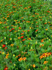 Load image into Gallery viewer, Marigold, 'Pinwheel'