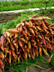 Load image into Gallery viewer, Carrot, 'Rainbow Mix'