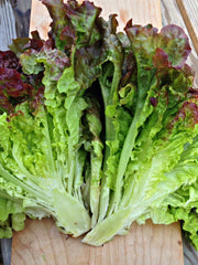Load image into Gallery viewer, Lettuce, 'Royal Red'