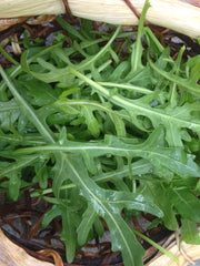 Load image into Gallery viewer, Arugula, 'Rucola'