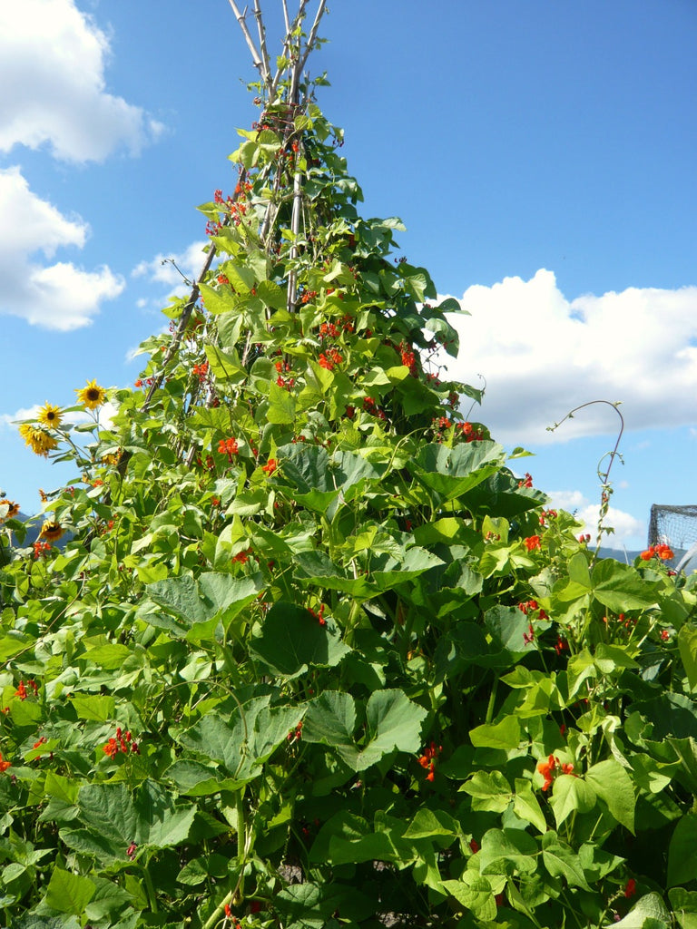 planting scarlet runner beans from seed Bean, Pole Runner, 'Scarlet Emperor'