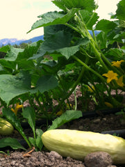 Load image into Gallery viewer, Cucumber, 'Silver Slicer'