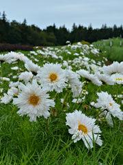 Load image into Gallery viewer, Cosmos, 'Snow Puff'