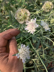 Load image into Gallery viewer, Scabiosa, 'Sternkugel'
