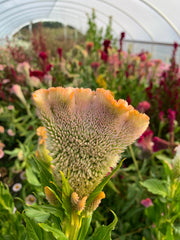 Load image into Gallery viewer, Celosia, 'Supercrest and Friends'