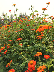 Load image into Gallery viewer, Sunflower, Mexican, 'Torch'