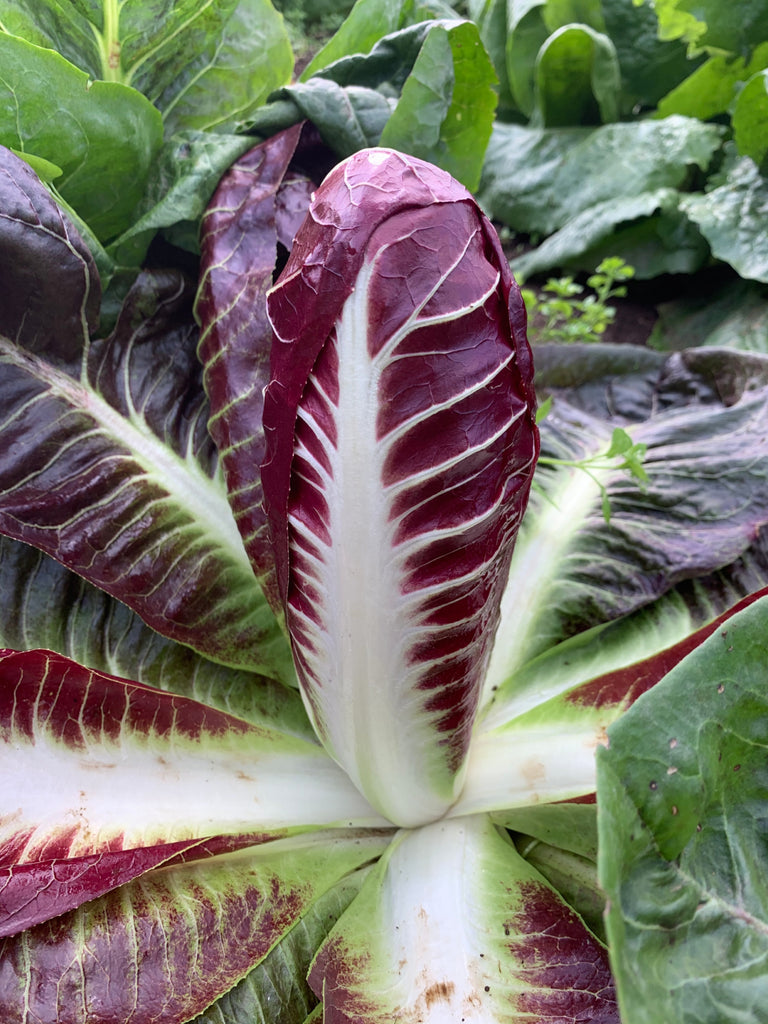 Radicchio (Rosso di Treviso Precoce), 'Regina Rossa' | Uprising Seeds