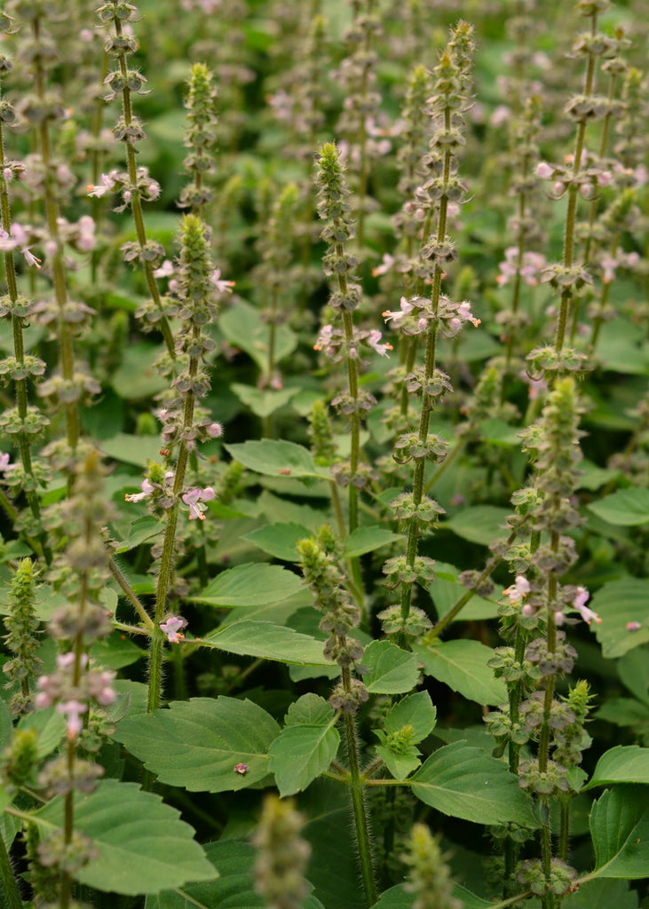 tulsi plant in english Basil, 'Tulsi' (Sacred Basil, Holy Basil)