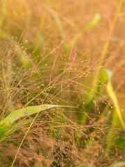 Load image into Gallery viewer, Ornamental Grass, 'Frosted Explosion'
