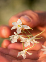 Load image into Gallery viewer, Larkspur, 'White Cloud'