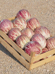 Load image into Gallery viewer, Radicchio (Variegato di Chioggia), 'Acquerello'