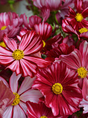 Load image into Gallery viewer, Cosmos, 'Velouette'