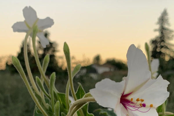 :COLLABORATE:REJUVENATE:CONNECT:ADAPT: