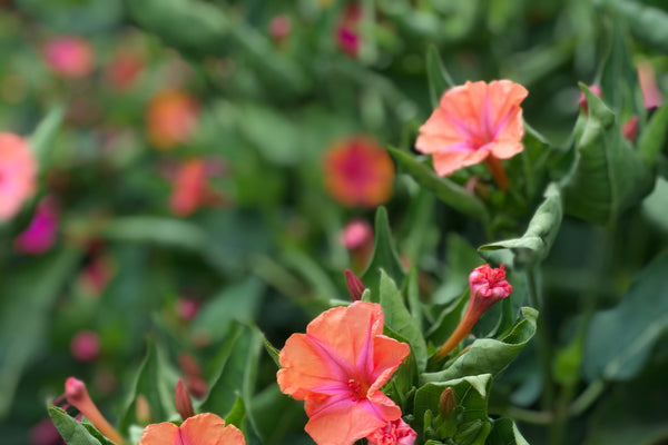 :CONNECT:EXPAND:SHARE: