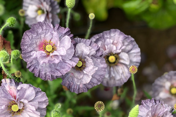 :RESTORE:EXPAND:DREAM: