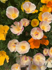 Load image into Gallery viewer, Poppy, California, 'California Mix'
