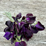 Load image into Gallery viewer, Sweet Pea, 'Almost Black'
