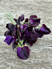 Load image into Gallery viewer, Sweet Pea, 'Almost Black'
