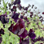 Load image into Gallery viewer, Sweet Pea, 'Almost Black'
