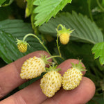 Load image into Gallery viewer, Strawberry, 'Alpine White'
