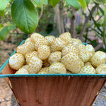 Load image into Gallery viewer, Strawberry, 'Alpine White'
