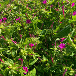 Load image into Gallery viewer, Four O'Clock, 'Beddu'
