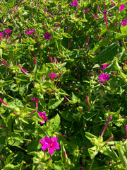 Load image into Gallery viewer, Four O'Clock, 'Beddu'
