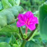 Load image into Gallery viewer, Four O'Clock, 'Beddu'
