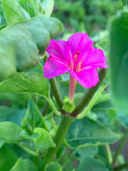 Load image into Gallery viewer, Four O'Clock, 'Beddu'
